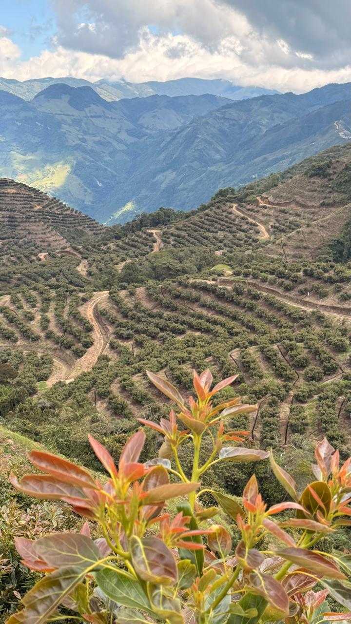 Plantaciones en terrazas montañosas