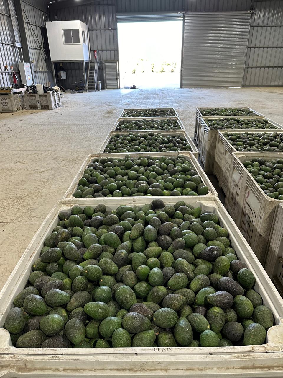 Bins de aguacates en bodega de acopio