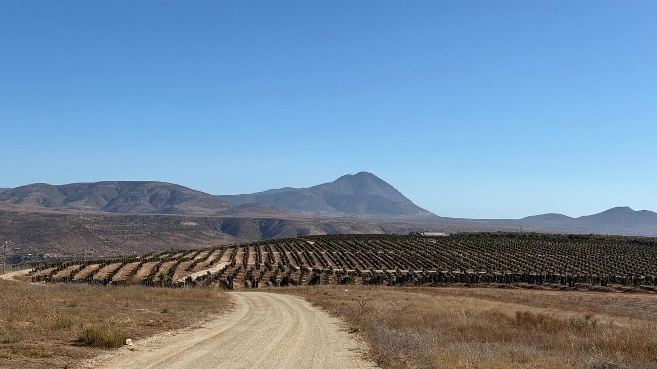 Plantaciones de Arancibia en Chile
